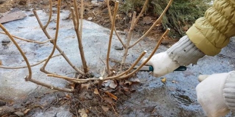 Kako orezati metličastu hortenziju u proljeće: dijagram i video za početnike